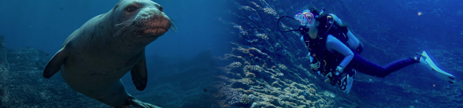 Seasport Divers kauai scuba diving